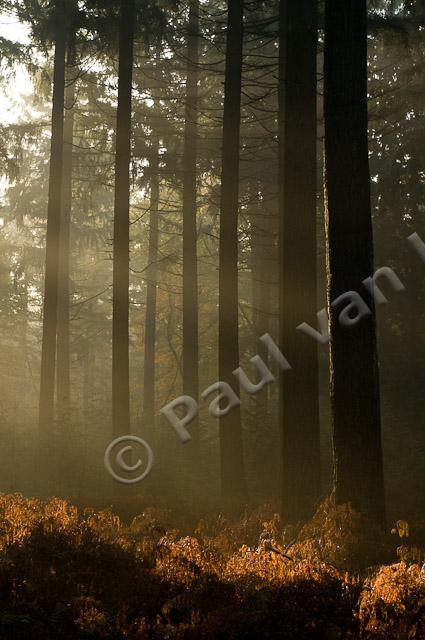 Zonneharp in herfstbos PVH3-09829