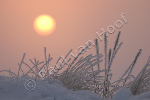 Zonsopkomst boven berijpt gras PVH70a-0334