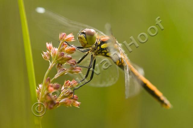 Zwarte heidelibel PVH3-04603