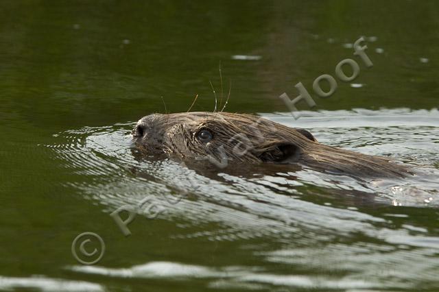 Zwemmende bever PVH70b-12136