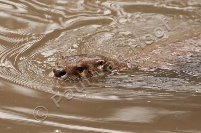 Zwemmende otter PVH3-18864