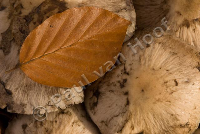 beukenblad op paddenstoel PVH2-6568
