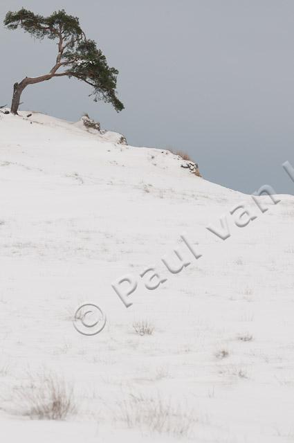 vliegden in sneeuw PVH3-28401