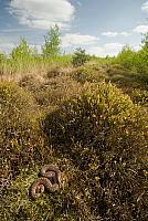 Adder in habitat PVH2-11317