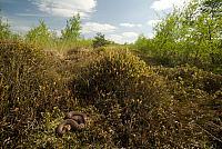 Adder in habitat PVH2-11318