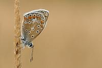 Bedauwd icarusblauwtje PvH3-23101