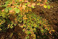 Beukenbladeren in herfst PVH3-08973