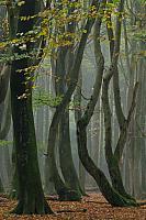 Beukenbos met kromme bomen PVH3-09794