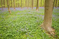 Beukenbos met wilde hyacint PVH3-01186