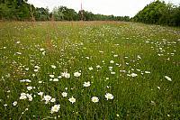 Bloemrijk grasland; flowers in meadow PVH7-13126