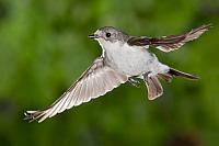 Bonte vliegenvanger; Pied flycatcher; Ficedula hypoleuca HBN-PVH3-35630