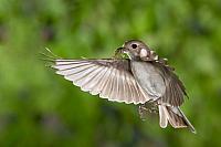 Bonte vliegenvanger; Pied flycatcher; Ficedula hypoleuca HBN-PVH3-35703-1