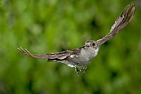 Bonte vliegenvanger; Pied flycatcher; Ficedula hypoleuca HBN-PVH3-35794