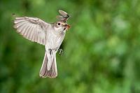 Bonte vliegenvanger; Pied flycatcher; Ficedula hypoleuca HBN-PVH3-55220