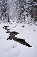 Bosbeek in winter PVH1b-8551