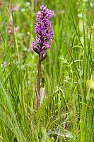 Brede orchis PVH3-37238