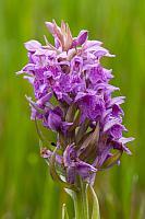 Brede orchis PVH3-37342