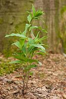 Brede wespenorchis; Broad-leaved helleborine; Epipactis helleborine PVH7-03186