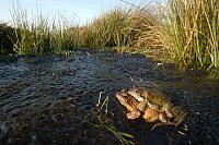 Bruine kikkers tijdens voortplanting PVH70a-0667