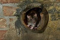 Bruine rat in rioolbuis PVH3-09944