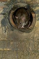 Bruine rat in rioolbuis PVH3-10042