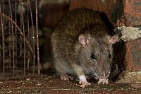 Bruine rat PVH3-09968