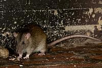 Bruine rat PVH3-09978