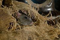 Bruine rat PVH3-09979