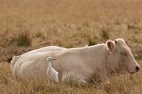 Charolais koe met koereiger PVH3-42485