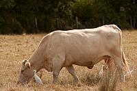 Charolais koe met koereigers PVH3-42457