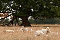 Charolais koeien met koereigers PVH3-42446