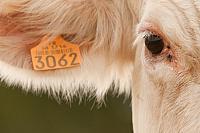 Close-up Charolais koe PVH3-42475