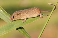 Dwergmuis; Harvest mouse; Micromys minutus PVH3-44176