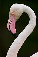Flamingo PVH1b-4970