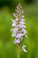 Gevlekte orchis PVH3-37288
