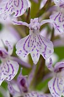 Gevlekte orchis PVH3-37298