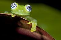 Ghost glass frog PVH70b-2543