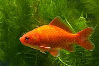 Goudvis; Goldfish; Carassius auratus auratus PVH3-27715
