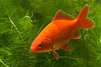 Goudvis; Goldfish; Carassius auratus auratus PVH3-27725