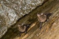 Greater sac-winged bat PVH70b-2088