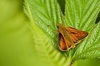 Groot dikkopje; Large skipper, Ochlodes sylvanus PVH7-03147