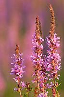 Grote kattenstaart; Purple-loosestrife; Lythrum salicaria PVH3-41404