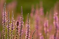 Grote kattenstaart; Purple-loosestrife; Lythrum salicaria PVH3-41412