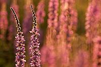 Grote kattenstaart; Purple-loosestrife; Lythrum salicaria PVH3-41424