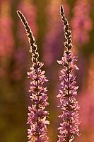 Grote kattenstaart; Purple-loosestrife; Lythrum salicaria PVH3-41426