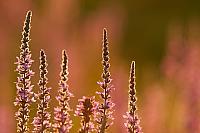 Grote kattenstaart; Purple-loosestrife; Lythrum salicaria PVH3-41427