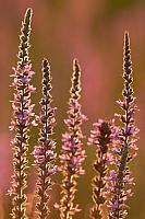 Grote kattenstaart; Purple-loosestrife; Lythrum salicaria PVH3-41430