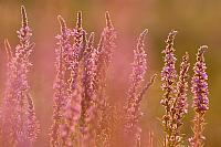 Grote kattenstaart; Purple-loosestrife; Lythrum salicaria PVH3-41436