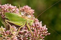 Kleine groene sabelspinkhaan PVH3-19972