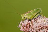 Kleine groene sabelspinkhaan PVH3-20021